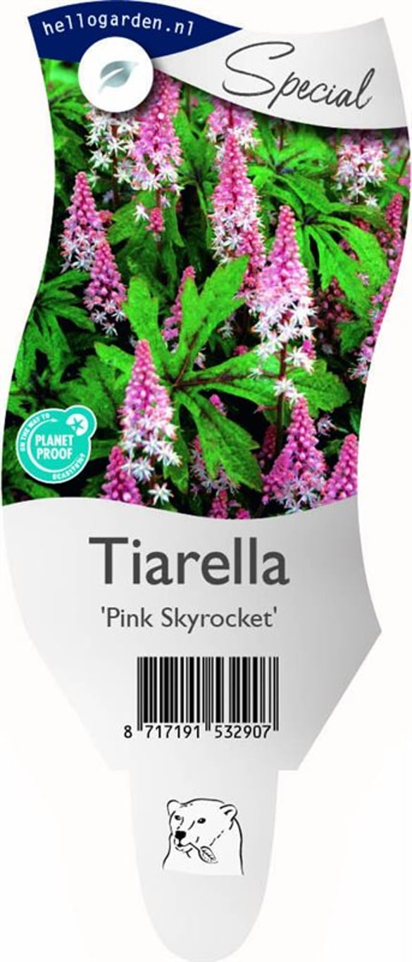 Tiarella 'Pink Skyrocket' - P11
